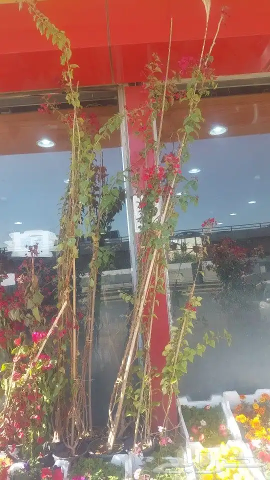 اشجار جهنميه جميع الالوان والمقاسات نوصل ونغرس 3