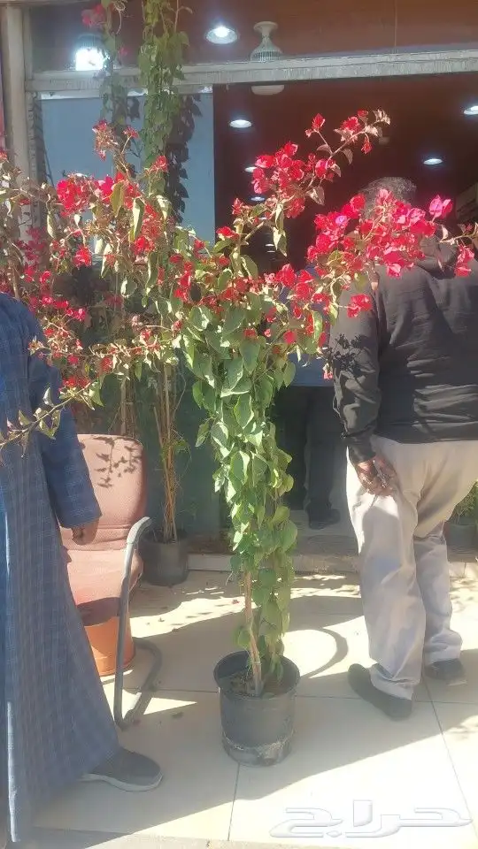 اشجار جهنميه جميع الالوان والمقاسات نوصل ونغرس 1