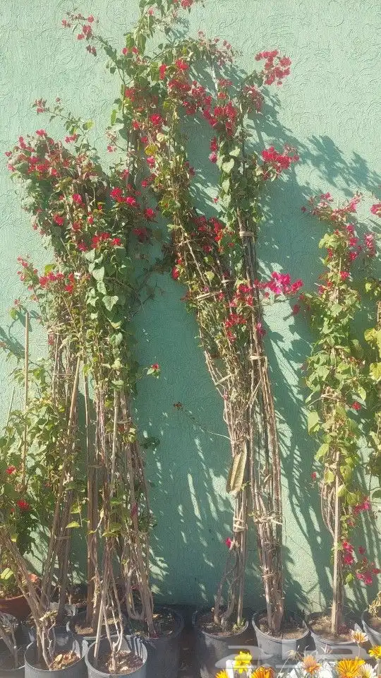 اشجار جهنميه جميع الالوان والمقاسات نوصل ونغرس 2