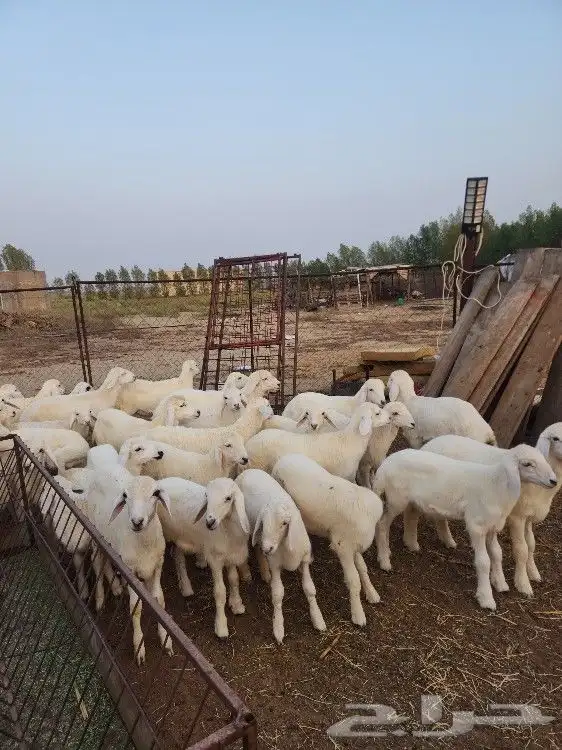 بهم تربيه حري صافي العدد 42 يضحي 5
