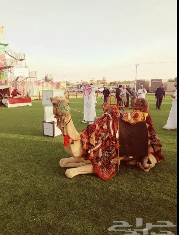 اجار جار جمال خيول رحول زلول راكبي صقور 5