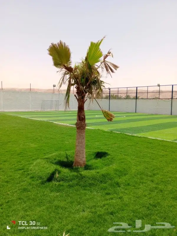نحن نقوم بتركيب الشبوك وزراعه النخيل 4