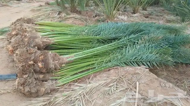مشاء الله نخل طيب وصل اليوم حفر الباطن 3