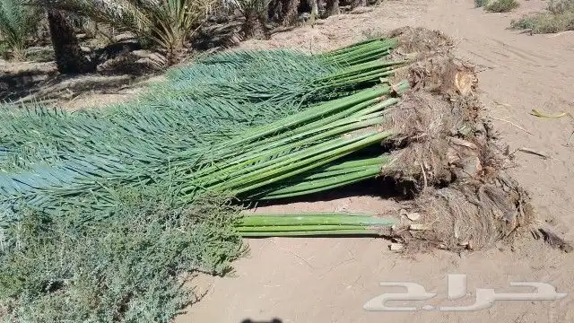 مشاء الله نخل طيب وصل اليوم حفر الباطن 2