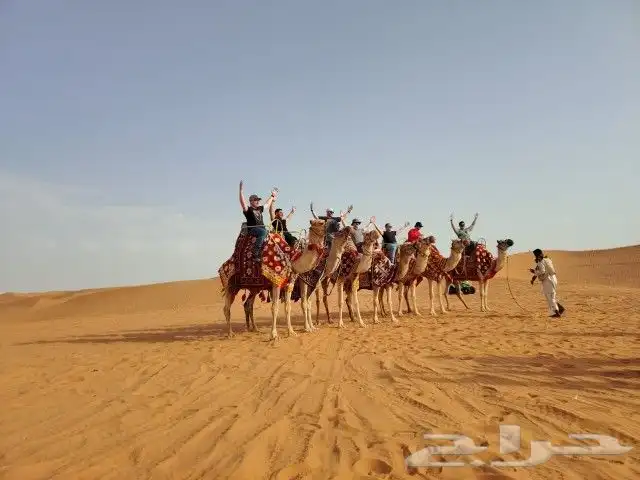 اجار جار جمال خيول رحول زلول راكبي صقور 6