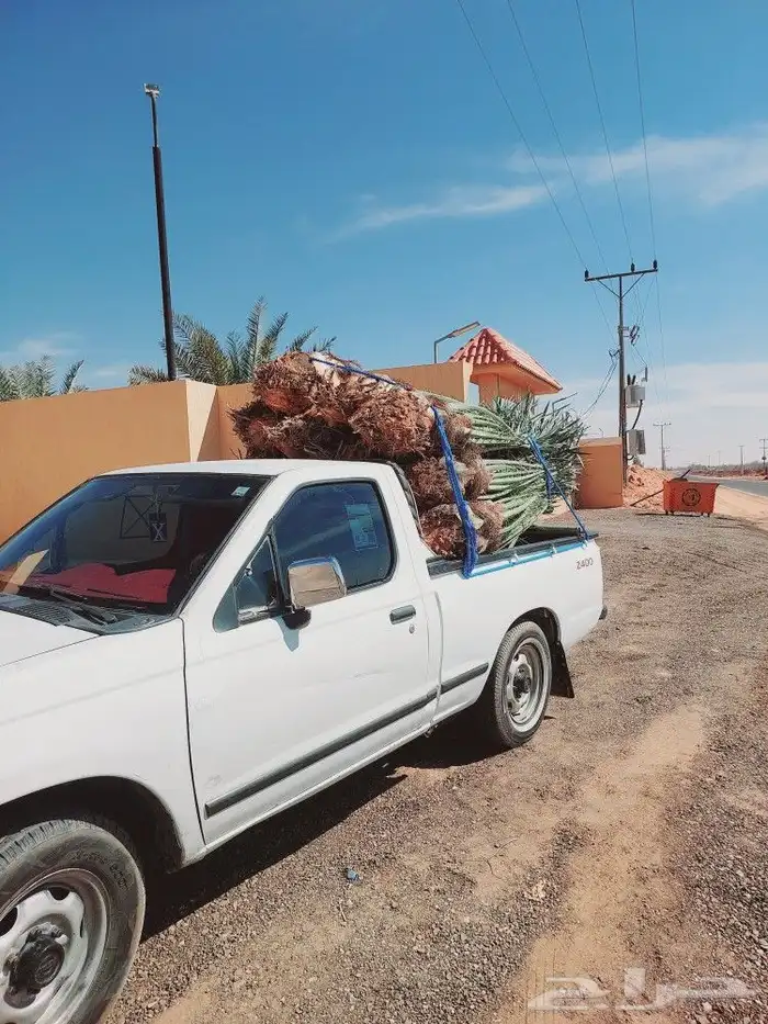 يوجد لدينا جميع انواع النخيل المثمر والزينه وجميع انواعه 2