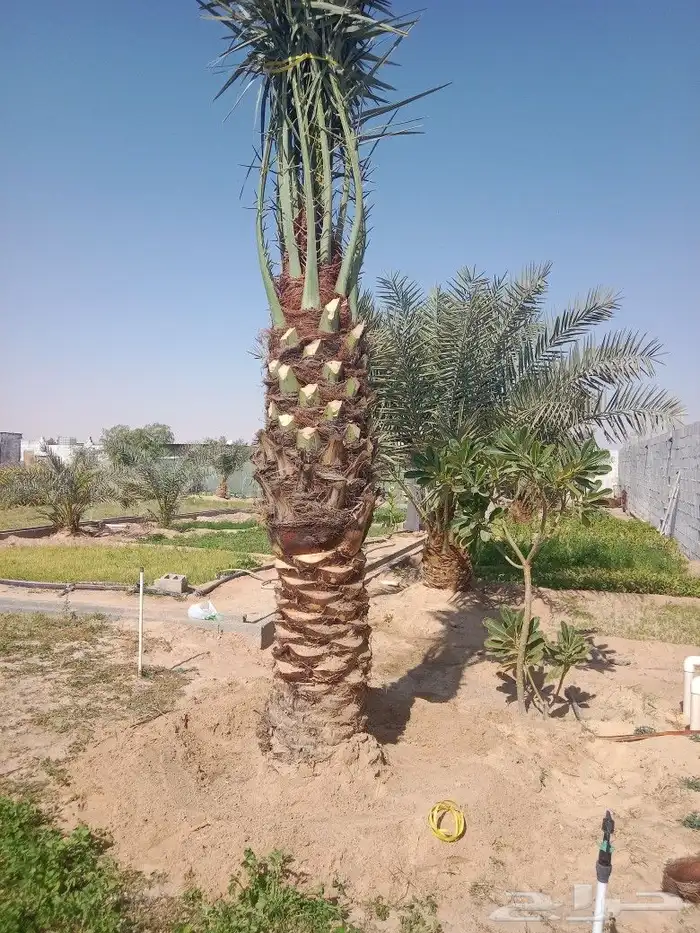 تنفيذ شبوك وزراعه نخيل 5