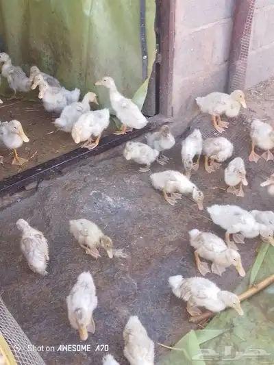 صوص بط بكيني 1