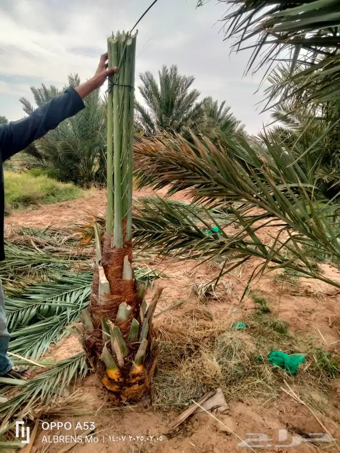 مجدول فسائل ممتازة 0