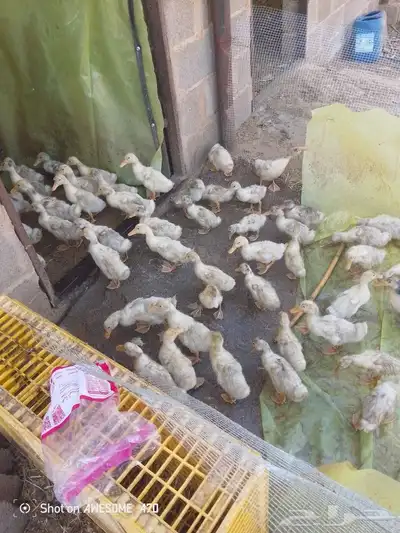 صوص بط بكيني 2