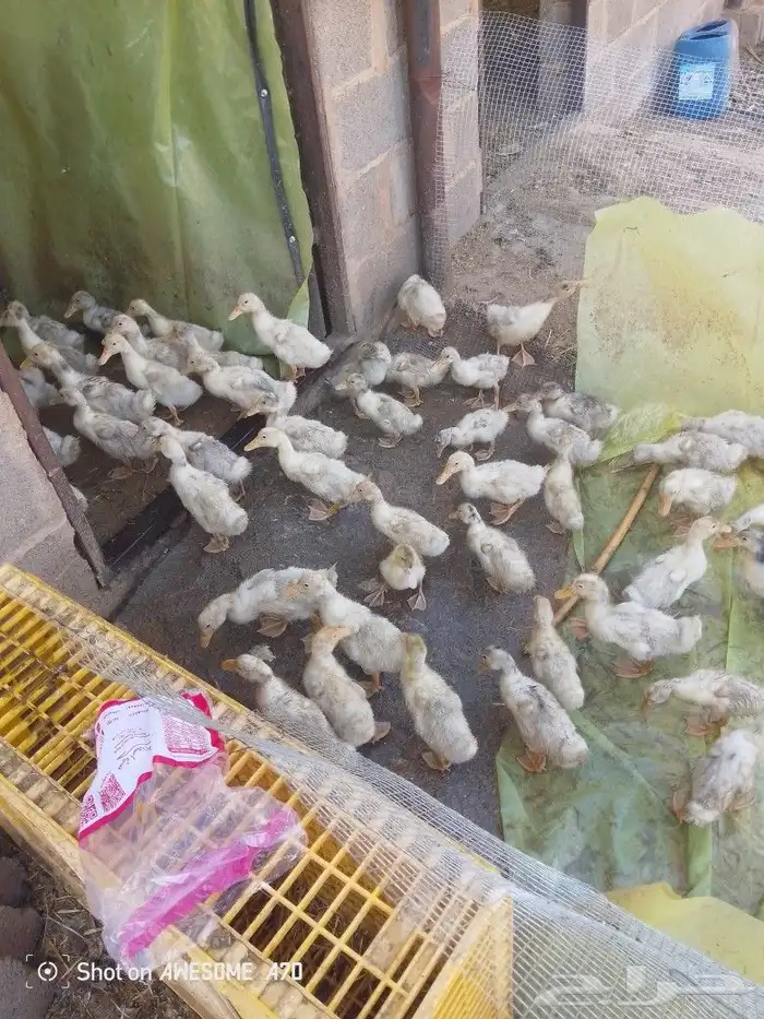 صوص بط بكيني 2