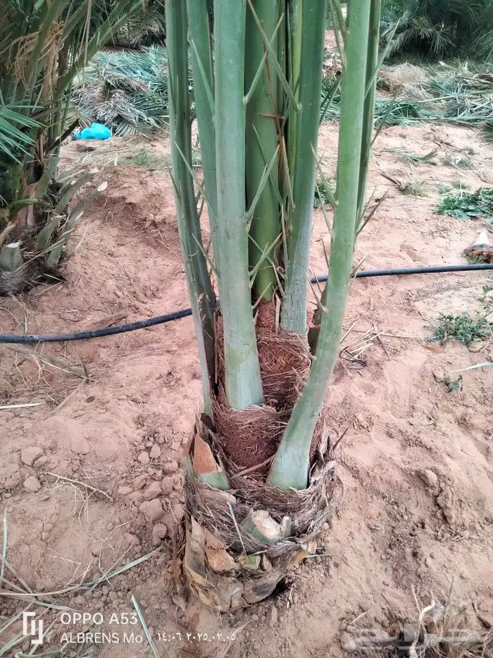 مجدول فسائل ممتازة 1