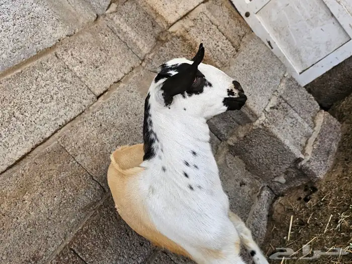 جفره بيشيه فاخره 3