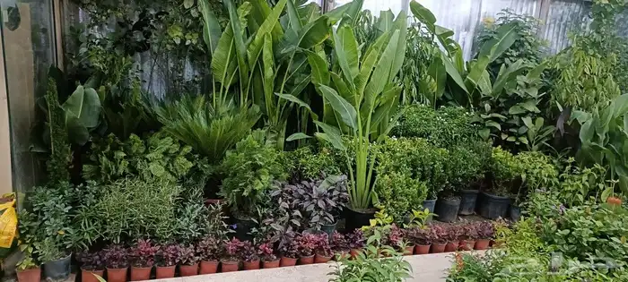 متخصص في مجال الزراعة والتنسيق 5