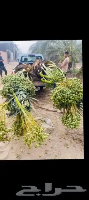نعمل في مجال زارعه النخيل قلع غرس توريد وتركيب تحويض اتشويك 1