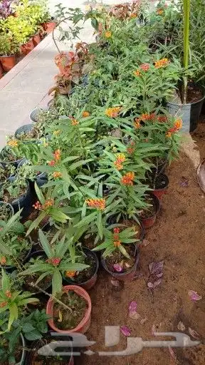 مشتل تنسيق حدائق 7