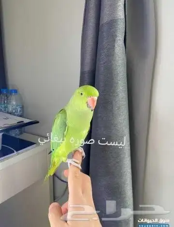 دره هندي تم البيع 0