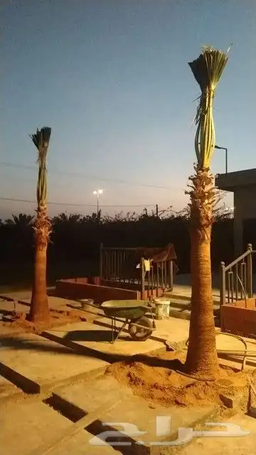 إسلام عليكم ورحمه الله وبركاته اخواني الكرام يوجد لدينا نخيل 0