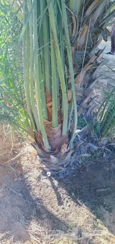 نخل مثمر للبيع نخيل خلاص برحي سكري صقعي نخل القصيم 2