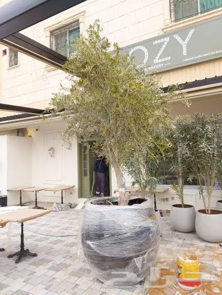 اشجار زيتون زينه 2