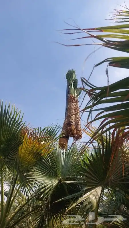 مشتل تنسيق حدائق 5