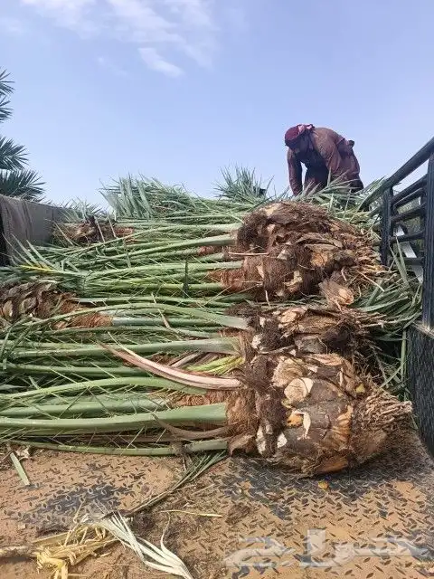 نخل مثمر للبيع نخيل خلاص برحي سكري صقعي نخل القصيم 6