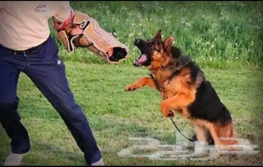 مدرب كلاب برايفت 2