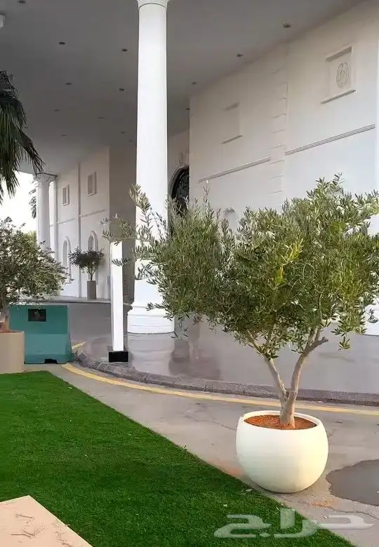 اشجار زيتون زينه 0