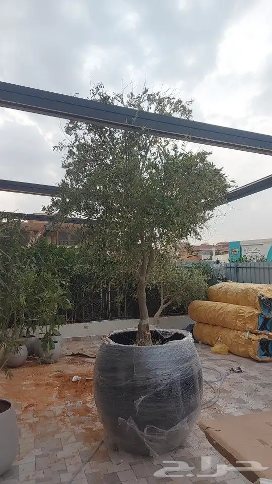 اشجار زيتون زينه 1