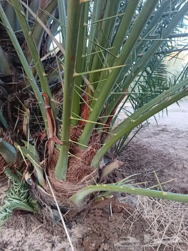 نخل مثمر للبيع نخيل خلاص برحي سكري صقعي نخل القصيم 5