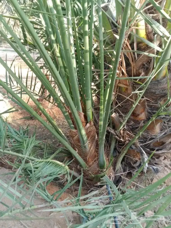 نخل مثمر للبيع نخيل خلاص برحي سكري صقعي نخل القصيم 3