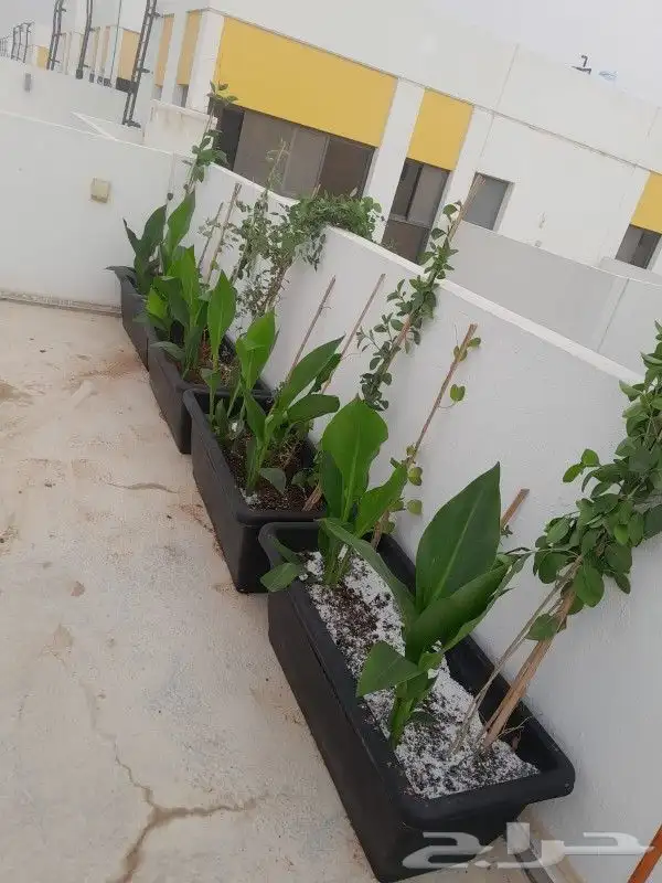 مشتل تنسيق حدائق 1