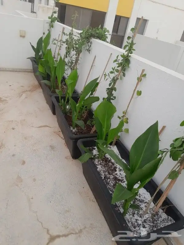 مشتل تنسيق حدائق 0