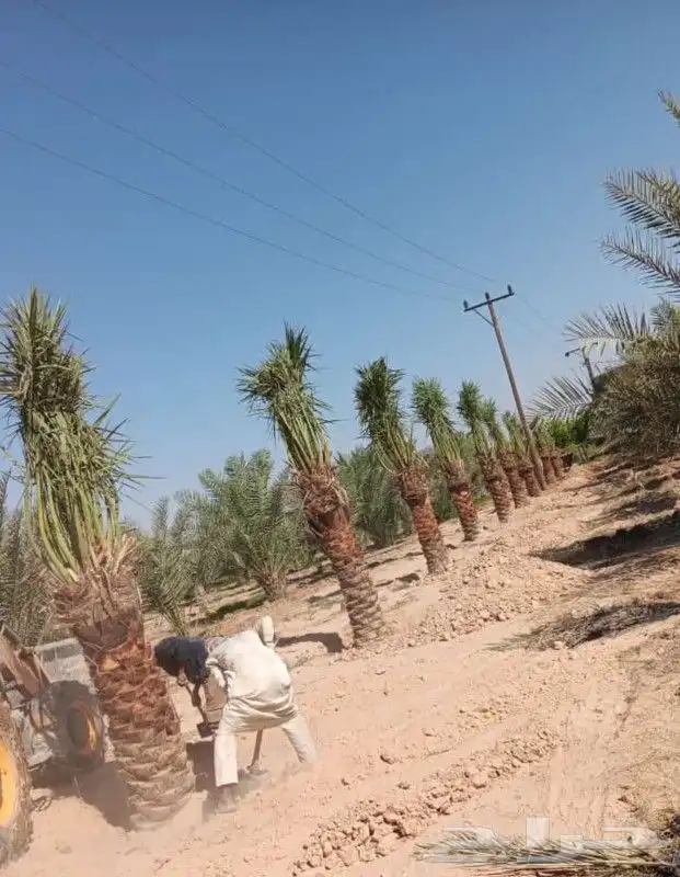 إسلام عليكم ورحمه الله وبركاته اخواني الكرام يوجد لدينا نخيل 3