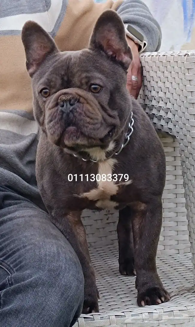 french bulldog فرنش بولدوج 0