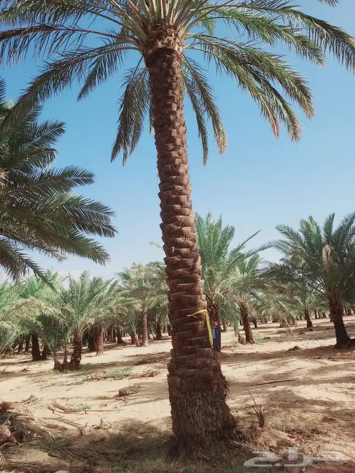 لشغل النخيل تكريب تحويض قلع وغرس 9