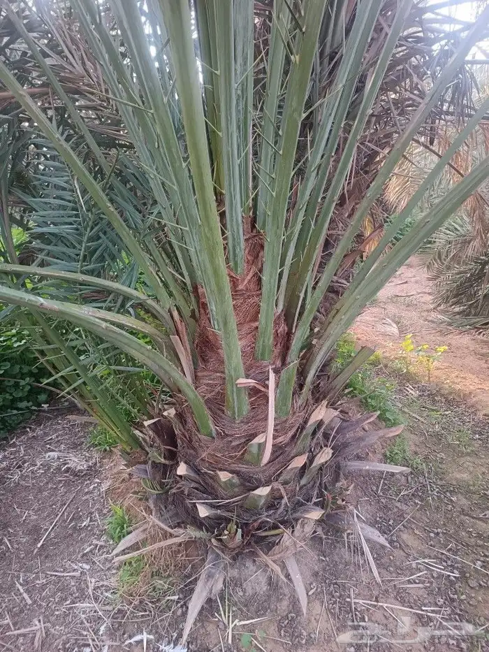 نخل مثمر للبيع نخيل خلاص برحي سكري صقعي نخل القصيم 4