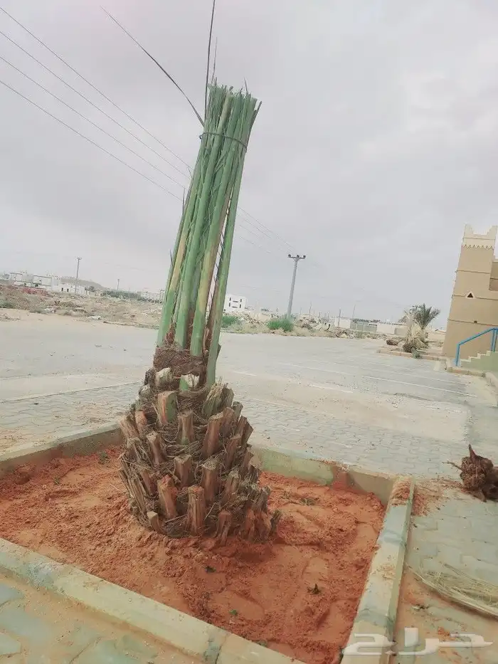 لشغل النخيل تكريب تحويض قلع وغرس 3