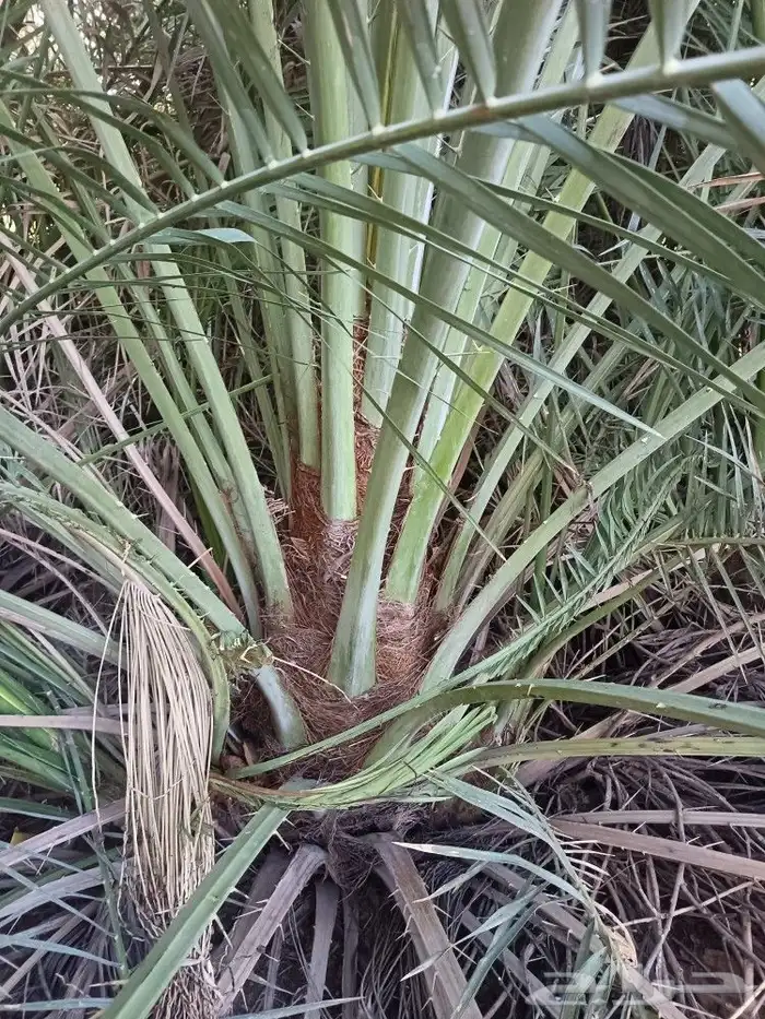 نخل مثمر للبيع نخيل خلاص برحي سكري صقعي نخل القصيم 0