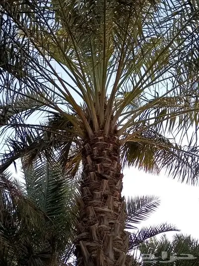 بدأ موسم القاح النخيل من عنده مزرعة ويحتاج عمال يصوصل 1