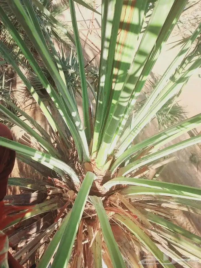 لشغل النخيل تكريب تحويض قلع وغرس 5