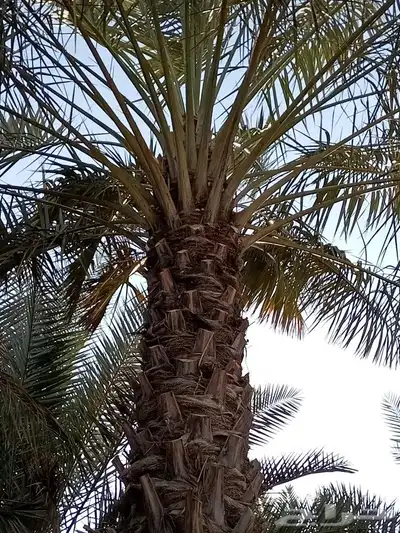 بدأ موسم القاح النخيل من عنده مزرعة ويحتاج عمال يصوصل 2
