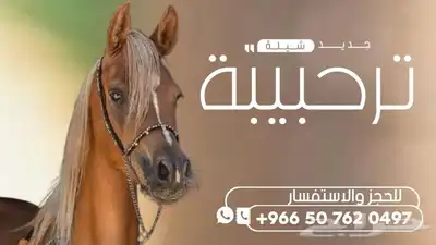 شيلة عريس شيلة ام العريس شيلة تخرج شيلة متخرج شيلة ترحيب 2