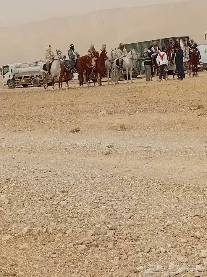 جمال وخيل لليجار 7