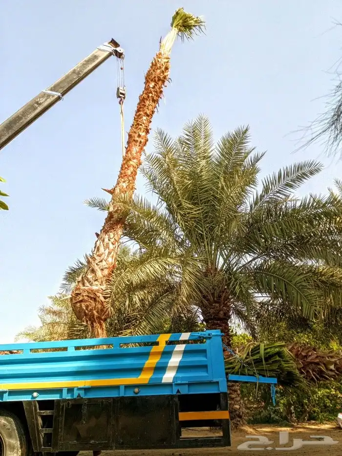 زراعة النخيل الواشنطانيا والنخيل البلدي والعشب 0