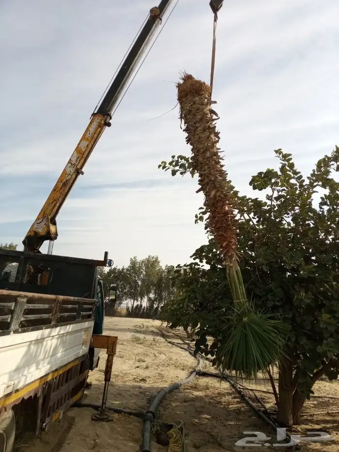 زراعة النخيل الواشنطانيا والنخيل البلدي والعشب 1
