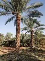 فسائل و نقايل 6
