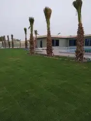 مزرعة الياسمين 0