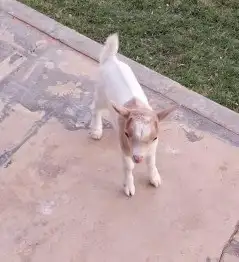 ماعز قزمي 4