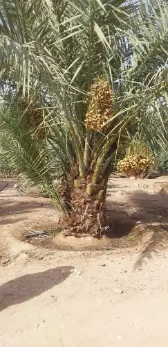 فسائل و نقايل 0